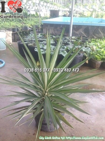 Cây dứa dương tiễn cao 60cm - cung cấp sỉ lẻ tại ILG