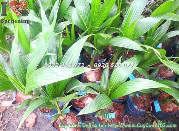 Cây dừa giống 40cm - thân khỏe, bộ rễ tốt, sẵn sàng xuất vườn