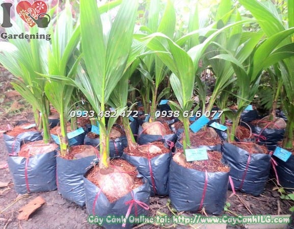 Cây dừa giống cao 40cm Ms 18541 - cây con khỏe mạnh sẵn sàng trồng
