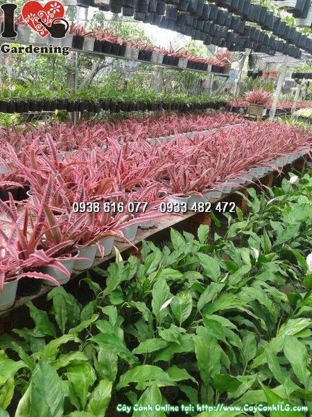 Cây dứa phụng đỏ cao 20cm – cây cảnh nội thất màu sắc rực rỡ