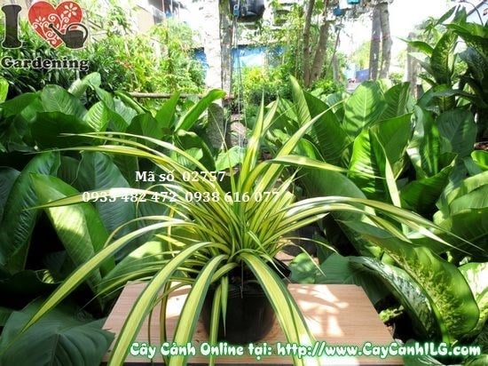 Cây dứa thái cao 35cm – lá vàng xanh bắt mắt, trồng sân vườn và nội thất