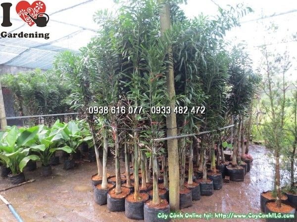 Cây đủng đỉnh cao 2m trồng cảnh quan sân vườn