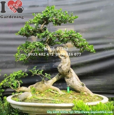 Cây duối bonsai dáng đẹp cao 110cm hoành 51cm Ms 07262