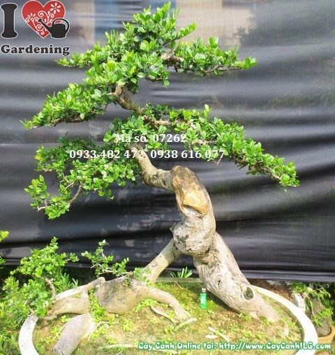 Cây duối bonsai gốc hoành 51cm dáng cổ kính