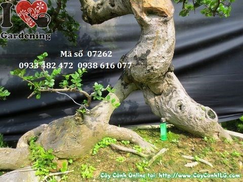 Hình ảnh cây duối bonsai Ms 07262 cao 110cm hoành 51cm