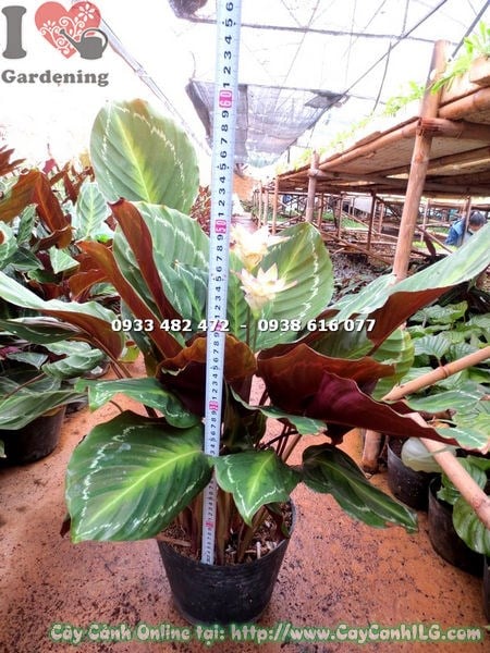 Cây đuôi công lá xanh lớn giống mới cao 50cm – lá xanh bóng mặt dưới đỏ tía