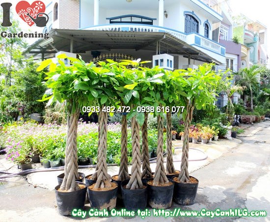 Cây Đuôi Sam giống mới, cành lá sung sức – dễ nhân giống bằng giâm cành