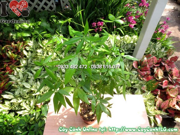 Cây Đuôi Sam trồng cảnh quan, tạo điểm nhấn xanh mướt cho khuôn viên