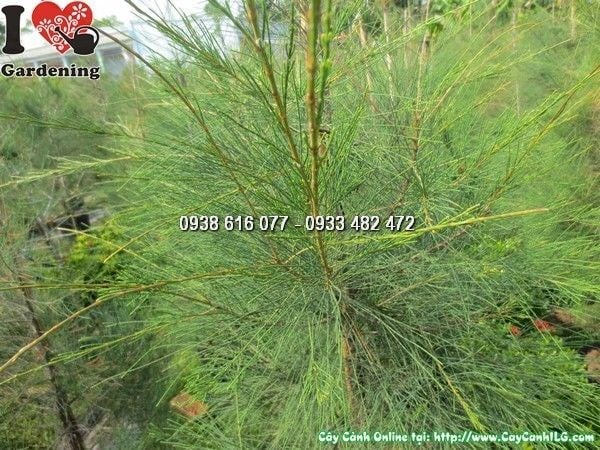 cây dương 1m6 ứng dụng cảnh quan