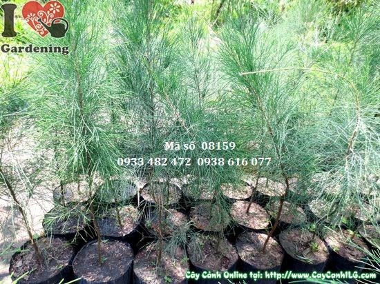 Đặc điểm cây dương giống 80cm ILG