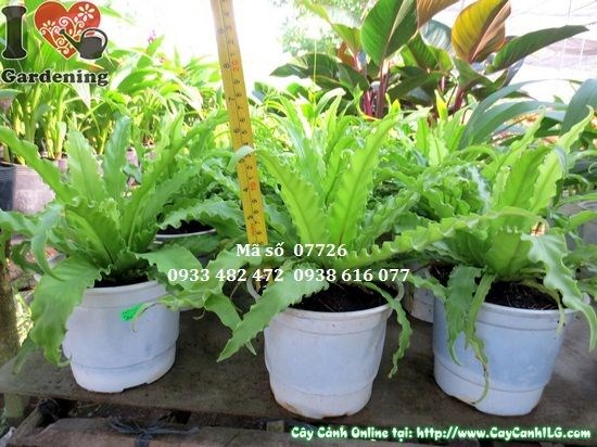 Cây dương xỉ trồng trang trí nội thất và cảnh quan