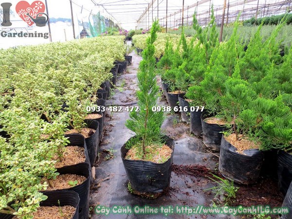 Cây Duyên Tùng xanh tươi bóng mượt – bí quyết chăm sóc đúng cách