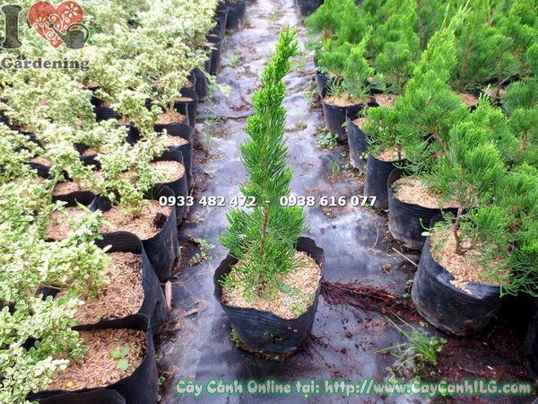 Lộ trình phát triển cây Duyên Tùng từ cây giống đến cây trưởng thành