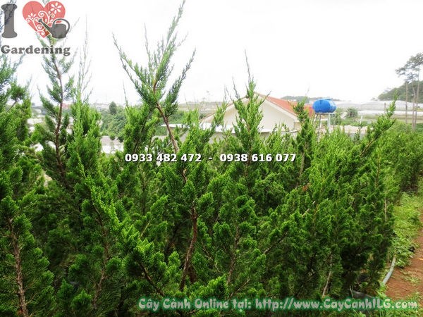 Chi tiết lá kim và thân gỗ cây duyên tùng cao 1.2m