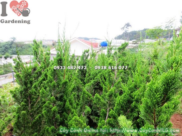 Cây duyên tùng 1.2m trồng chậu trang trí ngoại thất sân vườn