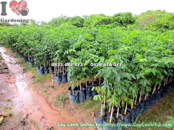 Cây giáng hương cao 1m4 thân cây và lá xanh – Ms 17609
