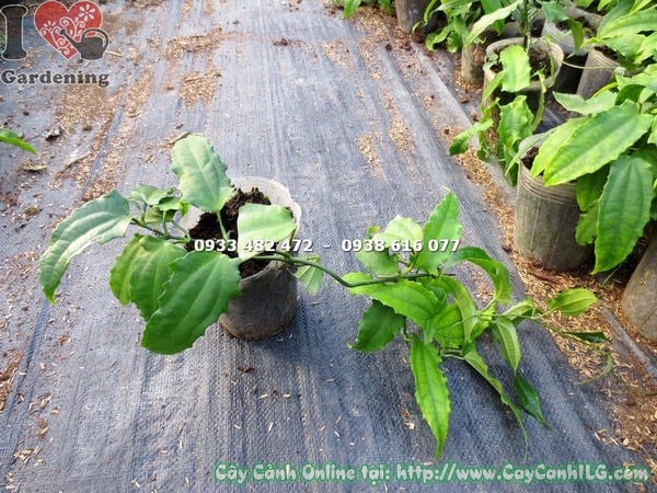 Cây móng cọp vàng leo giàn cổng nhà – Ms 13213