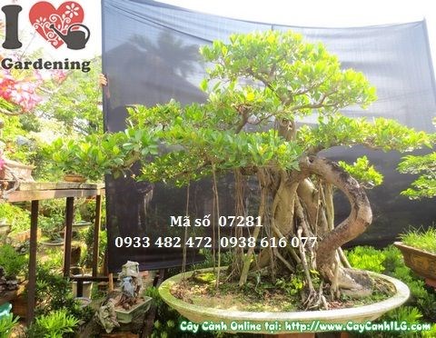 Mẹo chăm sóc cây gừa núi bonsai ngày càng đẹp