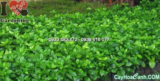 Cây hắc ó – công dụng làm hàng rào và cảnh quan sân vườn xanh mát