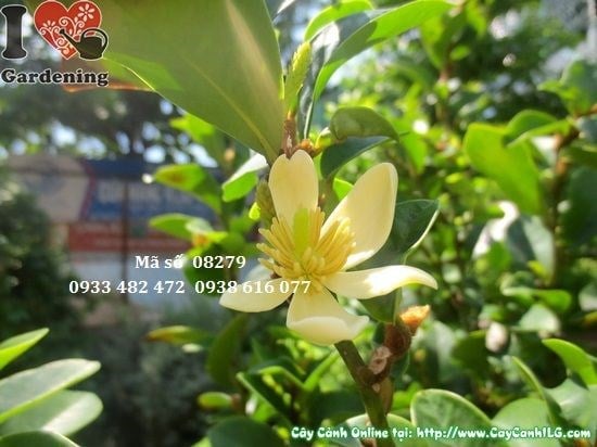 Cây hàm tiếu 1,5m trồng cảnh quan sân vườn biệt thự