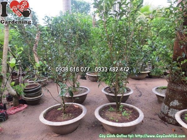 Cây hàm tiếu trong chậu lớn, trồng cảnh quan sân vườn