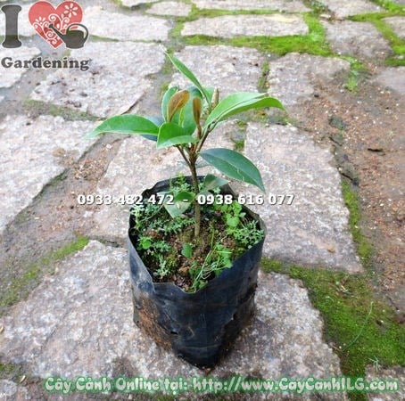 Cây hàm tiếu giống nhỏ cao 12cm lá xanh bóng đẹp