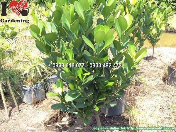 Cây Phúc cao 1m - cung cấp sỉ lẻ tại ILG