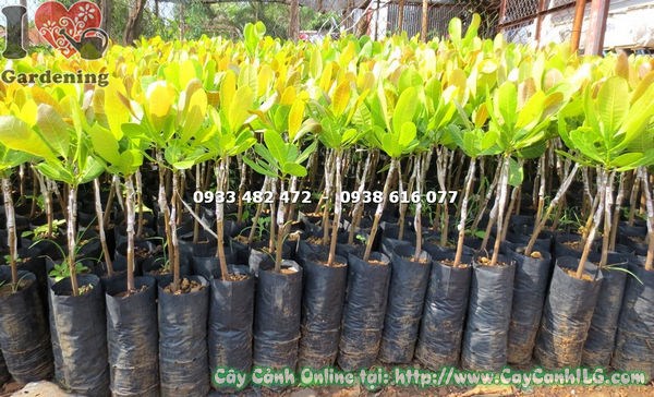 Chăm sóc cây hạt điều giống 40cm sau khi trồng