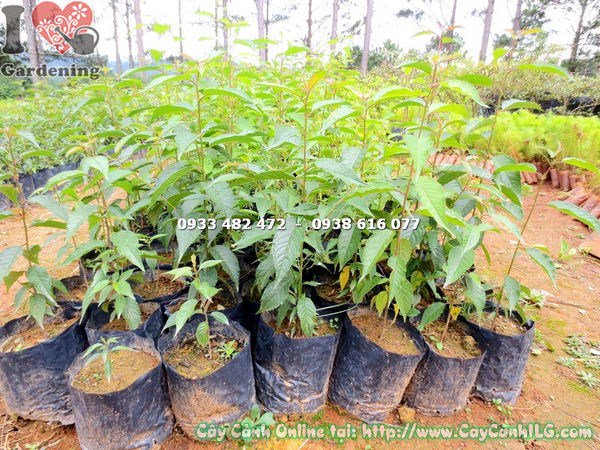 Cây hoa anh đào giống nhỏ trồng chậu trang trí