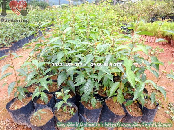 Chăm sóc cây hoa anh đào tưới nước đúng cách