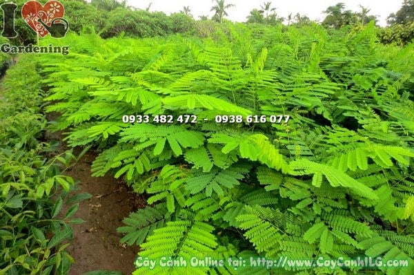 Cây phượng vĩ cao 1m4 Ms 17763 thân cây cứng cáp