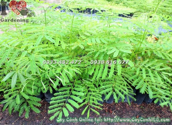 Cây phượng vĩ cao 1m – thân cây cứng cáp, sẵn sàng phát triển mạnh