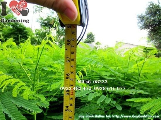 Cây phượng vĩ giống 1,4m – thân cứng cáp, tán bắt đầu định hình