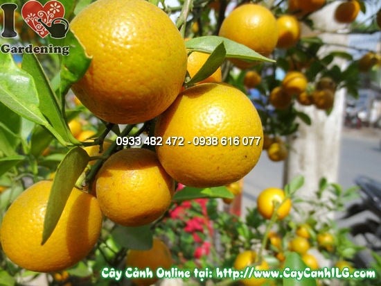 Cây quất Hà Nội trưng bày phong thủy trang trí Tết