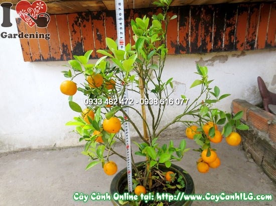 Chăm sóc cắt tỉa tạo dáng cây quất Hà Nội