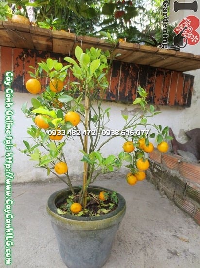 Nhân giống và phát triển cây quất Hà Nội