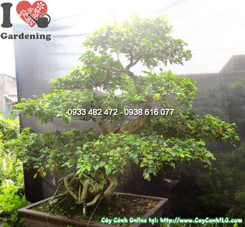Cây quý bonsai đẹp cao 135cm Ms 12785 - chính diện