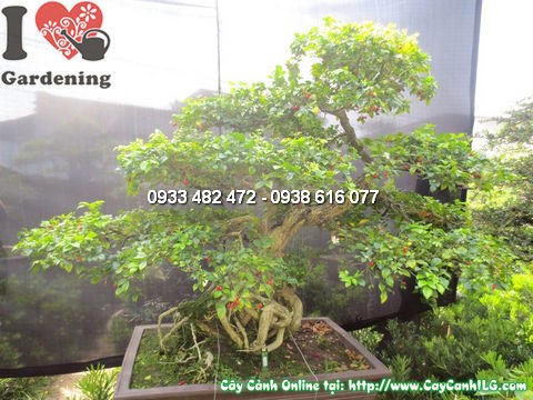 Đặc điểm cây quý bonsai nguyệt quế cao 135cm