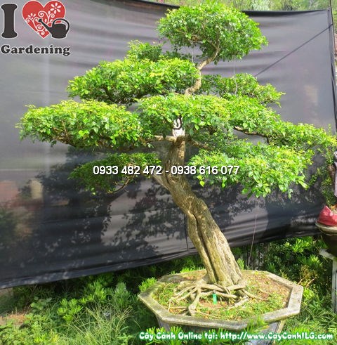 cây quý bonsai già cao 175cm chính diện góc 4