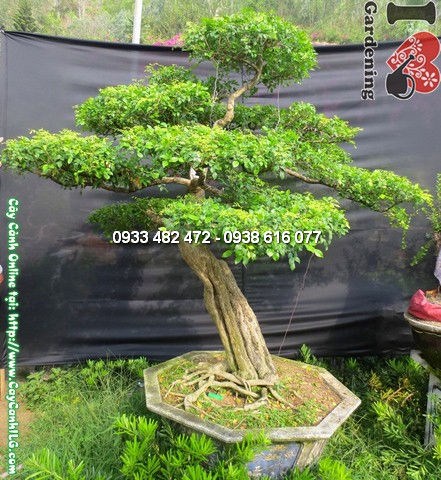 cây quý bonsai già đẹp cao 175cm hoành 52cm nguyệt quế ms 12765