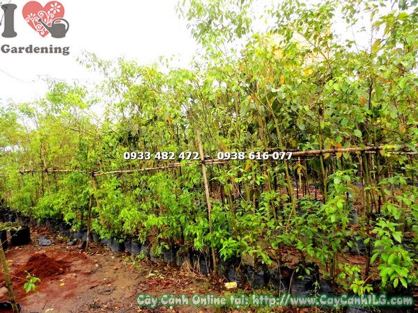 Cây rã hương (long não) trồng hàng tạo bóng mát đẹp