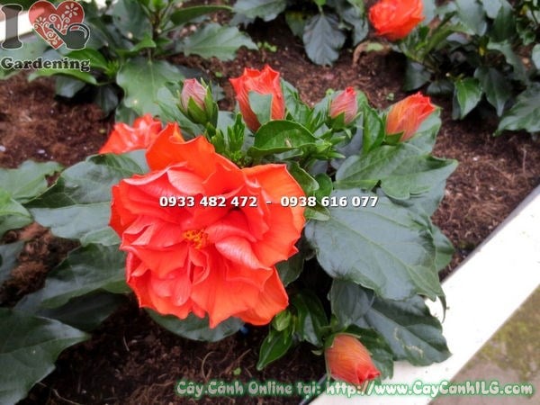 Cây râm bụt thái hoa cam cao 20cm – lá xanh bóng hoa rực rỡ
