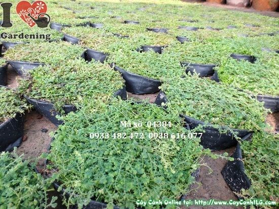cây rêu ý nghĩa phong thủy trang trí bonsai