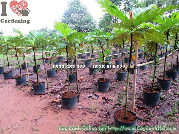 Cây sa kê cao 1m2 trồng cảnh quan sân vườn