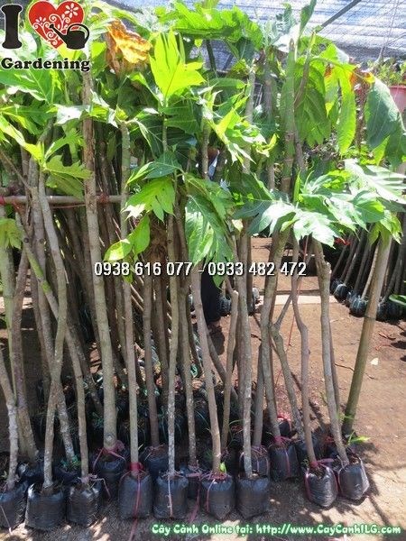 Cây sa kê cao 1m2 Ms 24329 - giống khỏe tán lá đẹp