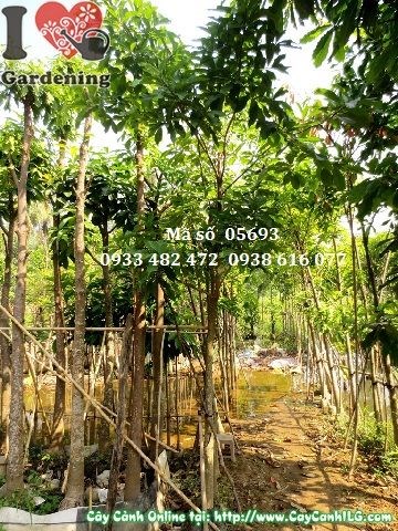 Cây Sala cao 3m tại vườn ILG – cây con giống khỏe mạnh