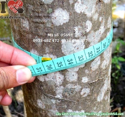 Cây Sala cao 3m – cảnh quan đẹp, lộ trình phát triển ấn tượng
