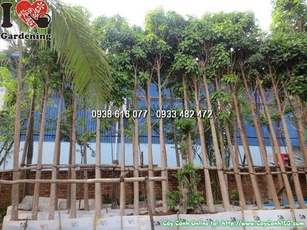 Hoa cây Sala nở thẳng trên thân – đặc điểm độc đáo của loài cây này