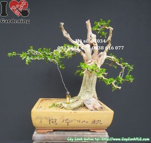 Cây sam bonsai Nhật Bản già đẹp Ms 07034 mặt sau