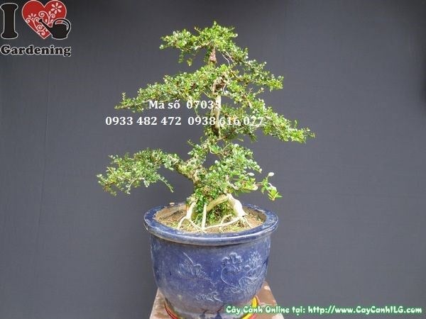 Gốc u lớn cây sam núi bonsai Ms 07035 – nhìn từ góc cận